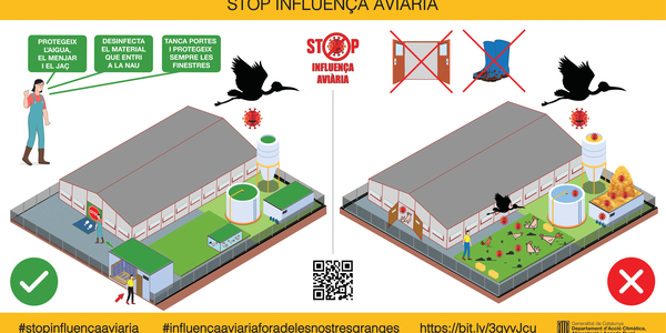 Avís per la situació de risc de Influença aviària