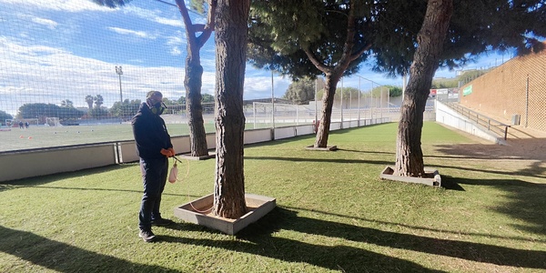 Iniciats els tracaments preventius per evitar l’eruga processionària als pins