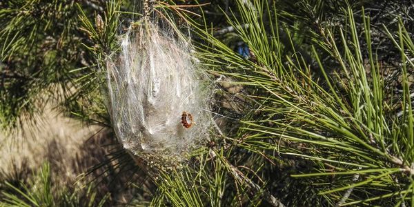 Intervenció del servei de Parcs i Jardins per frenar la processionària del pi