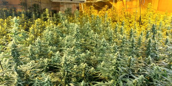 La Policia Local desmantella una plantació amb més de 700 plantes de marihuana